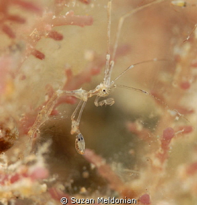 Skeleton Shrimp in the nursery by Suzan Meldonian 